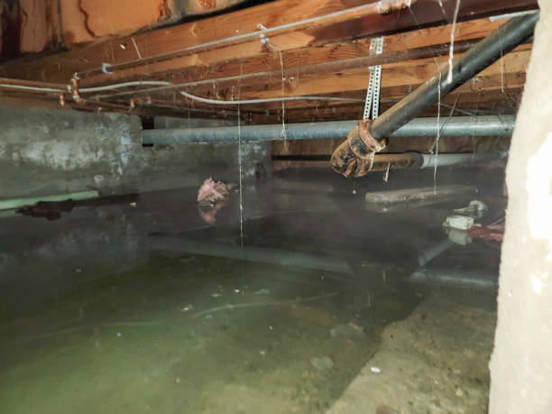 Best Water damage repair service  in Dewitt, IA